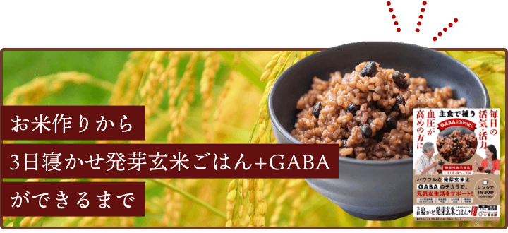 お米作りから3日寝かせ発芽玄米ごはん+GABAができるまで
