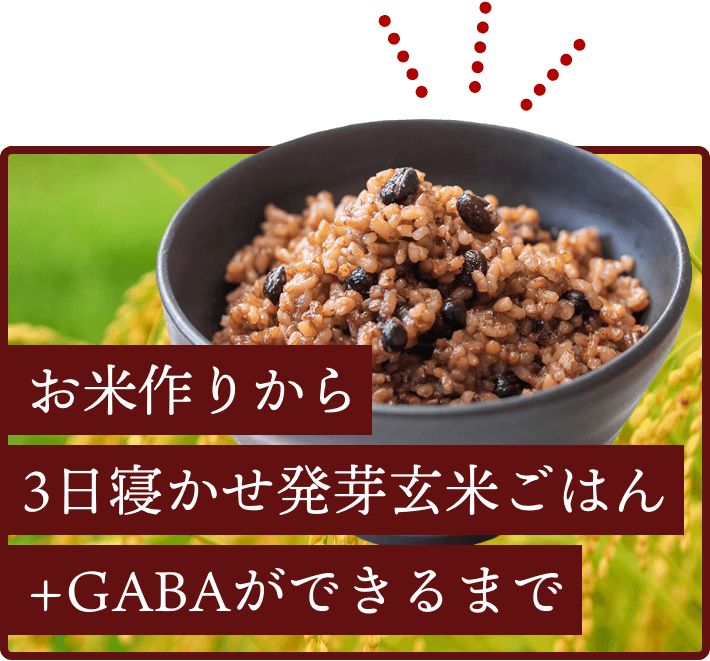 お米作りから3日寝かせ発芽玄米ごはん+GABAができるまで